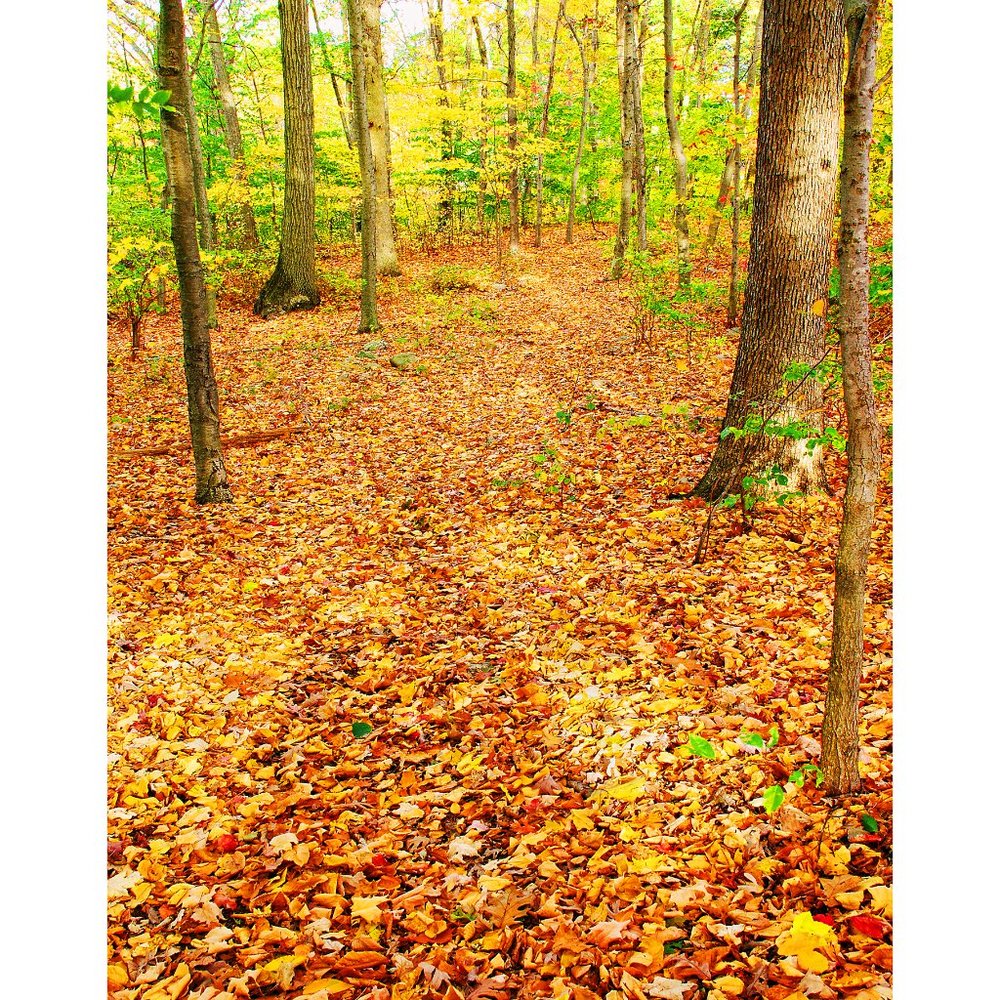 Path Through the Trees  11 x 14 print
